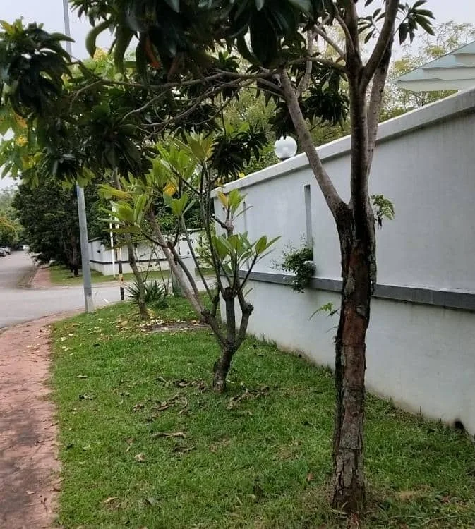 Freehold Corner Single Storey House In Setia Alam